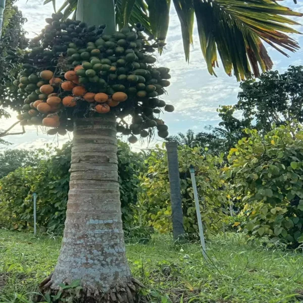Vtlah -2 Vittal Hybrid-2 Arecanut Betel Nut Supari Hybrid Dwarf Fruit Live Plant (1.5-3 Feet Height) - Image 2