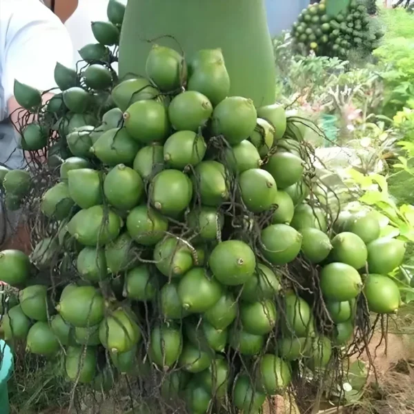 Vtlah -2 Vittal Hybrid-2 Arecanut Betel Nut Supari Hybrid Dwarf Fruit Live Plant (1.5-3 Feet Height) - Image 3