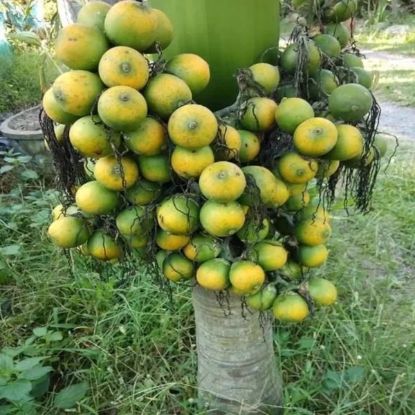 Vtlah -2 Vittal Hybrid-2 Arecanut Betel Nut Supari Hybrid Dwarf Fruit Live Plant (1.5-3 Feet Height) - Image 4