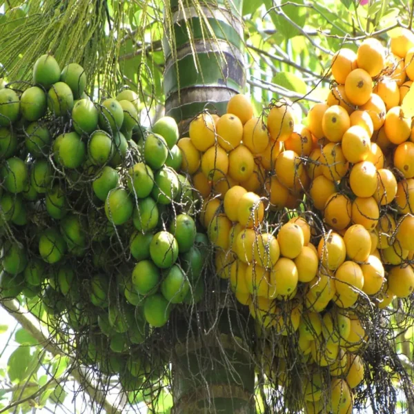 Vtlah -2 Vittal Hybrid-2 Arecanut Betel Nut Supari Hybrid Dwarf Fruit Live Plant (1.5-3 Feet Height) - Image 5