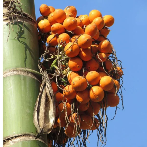 Assam Pati Arecanut Betel Nut Supari H brid Dwarf Fruit Live Plant 1.5-3 Feet Height) - Image 2