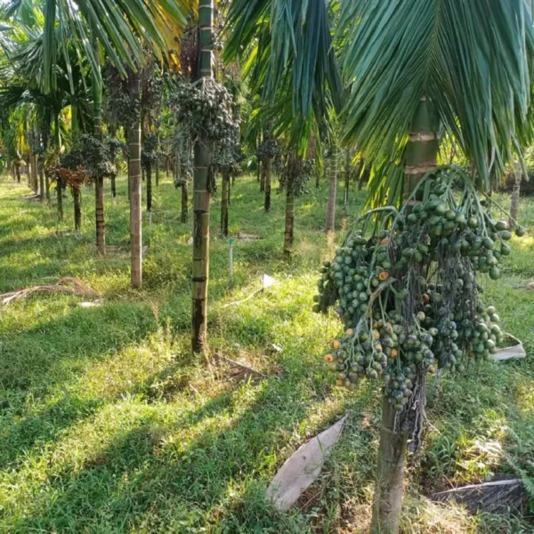 Assam Pati Arecanut Betel Nut Supari H brid Dwarf Fruit Live Plant 1.5-3 Feet Height) - Image 4