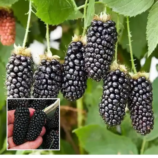Blackberry Climbing Live Plant