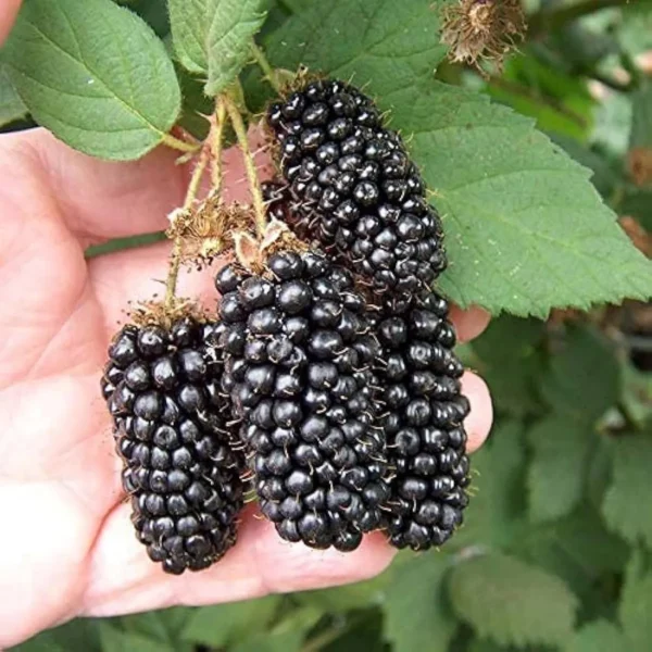 Blackberry Climbing Live Plant - Image 2
