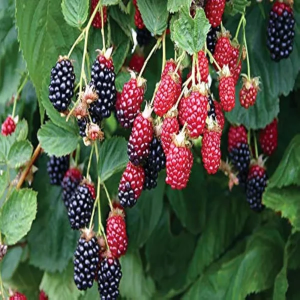 Blackberry Climbing Live Plant - Image 3