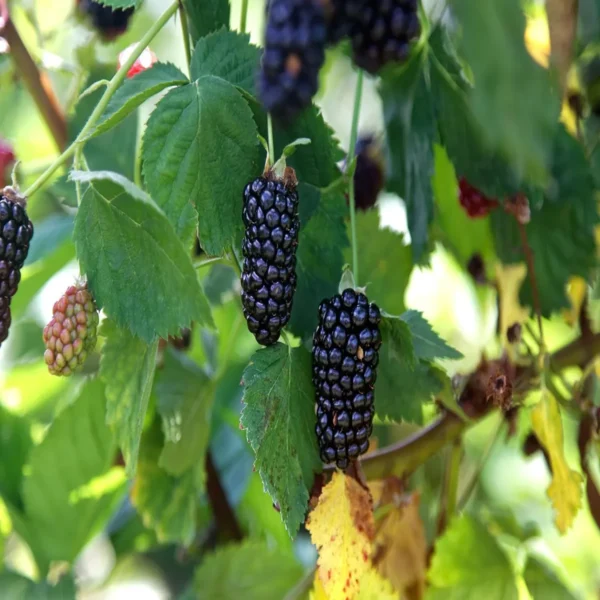 Blackberry Climbing Live Plant - Image 4