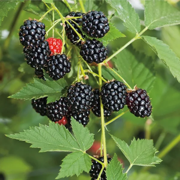 Blackberry Climbing Live Plant - Image 5