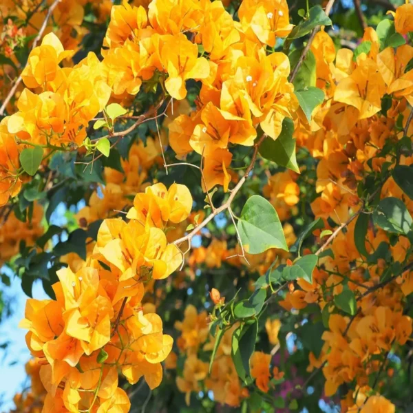 Yellow Colour Bougainvillea Kagoj Ful Shrubs Flower Live Plant - Image 3