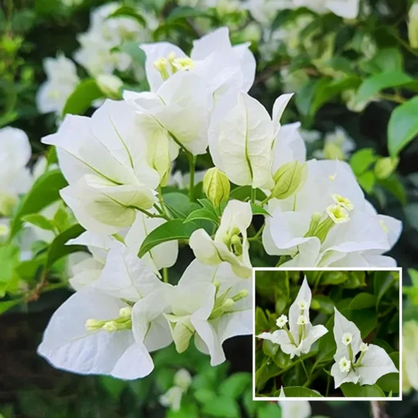 White Colour Bougainvillea Kagoj Ful Shrubs Flower Live Plant