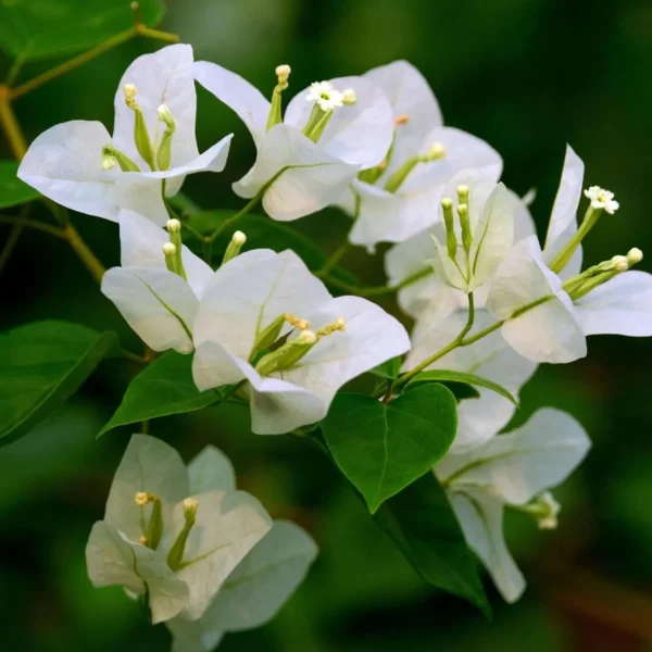 White Colour Bougainvillea Kagoj Ful Shrubs Flower Live Plant - Image 3