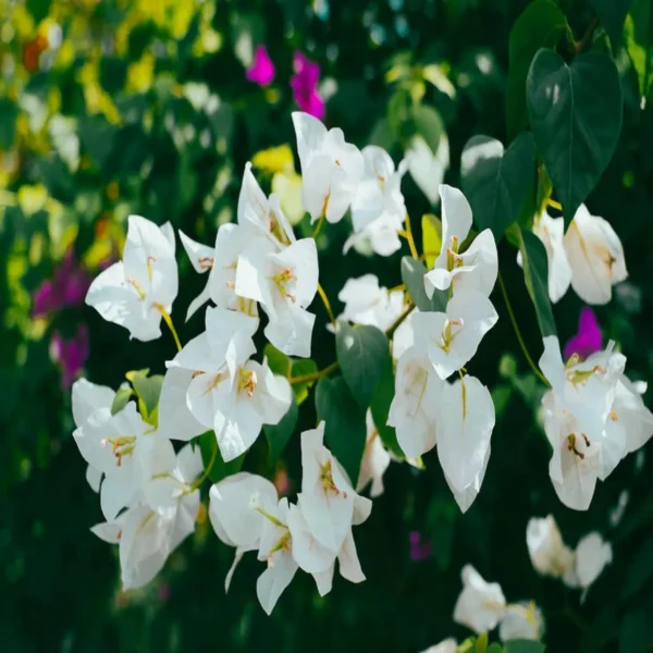 White Colour Bougainvillea Kagoj Ful Shrubs Flower Live Plant - Image 2