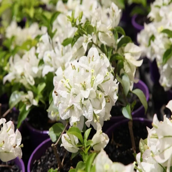 White Colour Bougainvillea Kagoj Ful Shrubs Flower Live Plant - Image 5