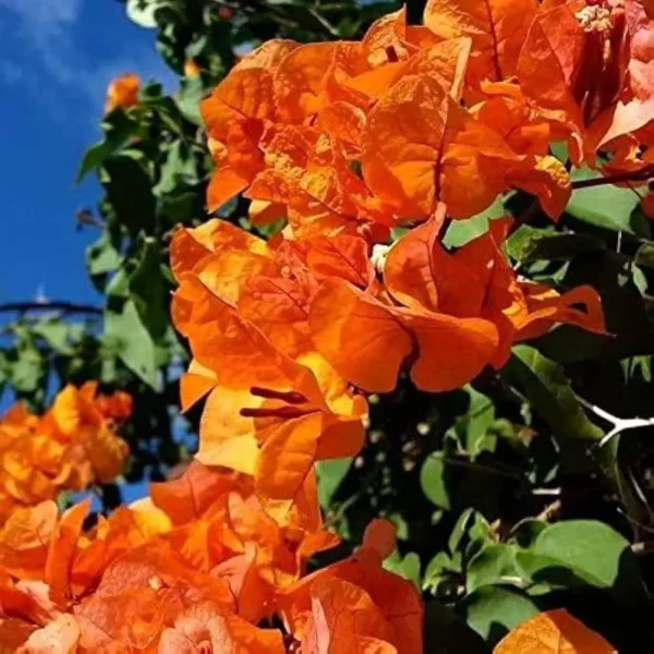 Orange Colour Bougainvillea Kagoj Ful Shrubs Flower Live Plant - Image 3