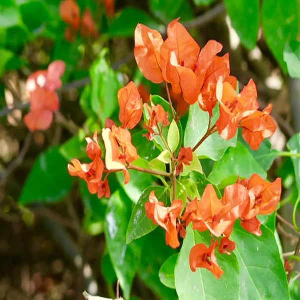 Orange Colour Bougainvillea Kagoj Ful Shrubs Flower Live Plant - Image 2