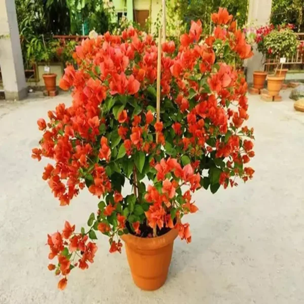 Orange Colour Bougainvillea Kagoj Ful Shrubs Flower Live Plant - Image 5