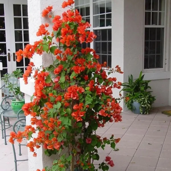 Orange Colour Bougainvillea Kagoj Ful Shrubs Flower Live Plant - Image 4
