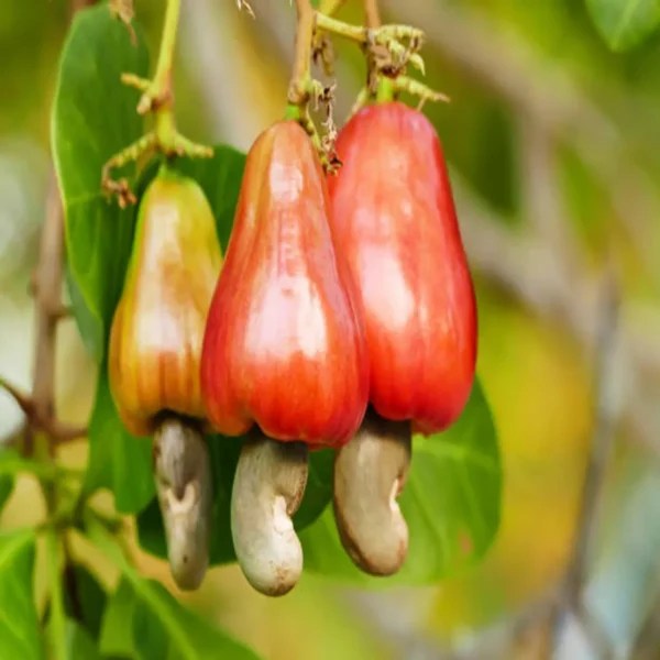 Vri 3 Kaju Cashew Nut Anacardium Fruit Live Plant - Image 2