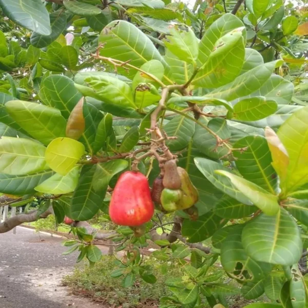 Vri 3 Kaju Cashew Nut Anacardium Fruit Live Plant - Image 3