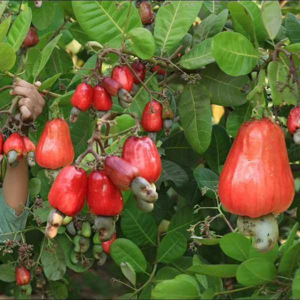 Vri 3 Kaju Cashew Nut Anacardium Fruit Live Plant - Image 4