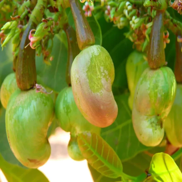 Jhargram 1 Kaju Cashew Nut Anacardium Fruit Live Plant (1.5-3 Feet Height) - Image 3