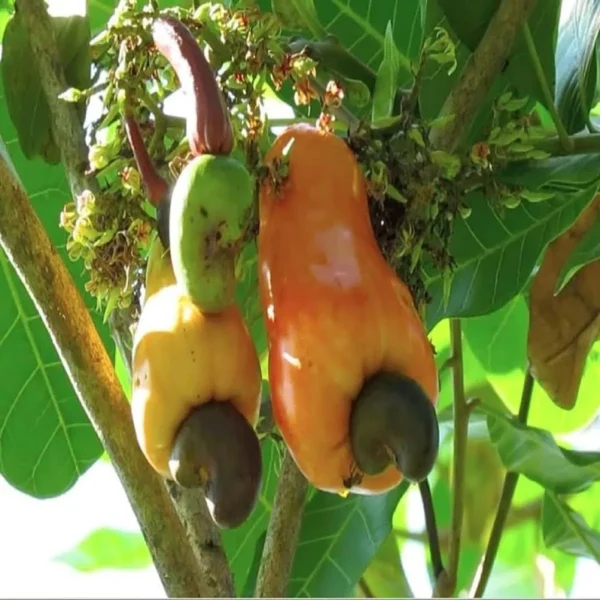 Jhargram 1 Kaju Cashew Nut Anacardium Fruit Live Plant (1.5-3 Feet Height) - Image 4