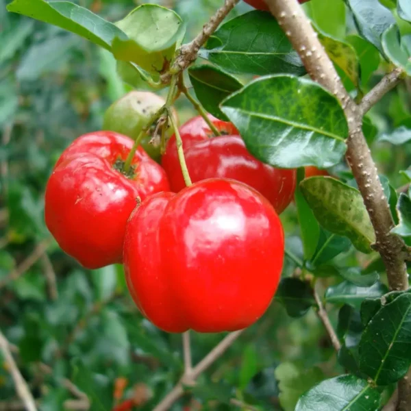 Barbados Apple Cherry Cherries Layering/Grafted Fruit Live Plant - Image 2