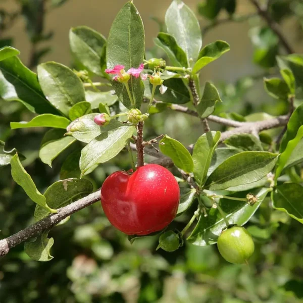 Barbados Apple Cherry Cherries Layering/Grafted Fruit Live Plant - Image 3