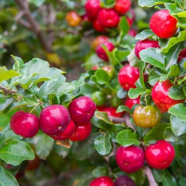 Barbados Apple Cherry Cherries Layering/Grafted Fruit Live Plant - Image 4