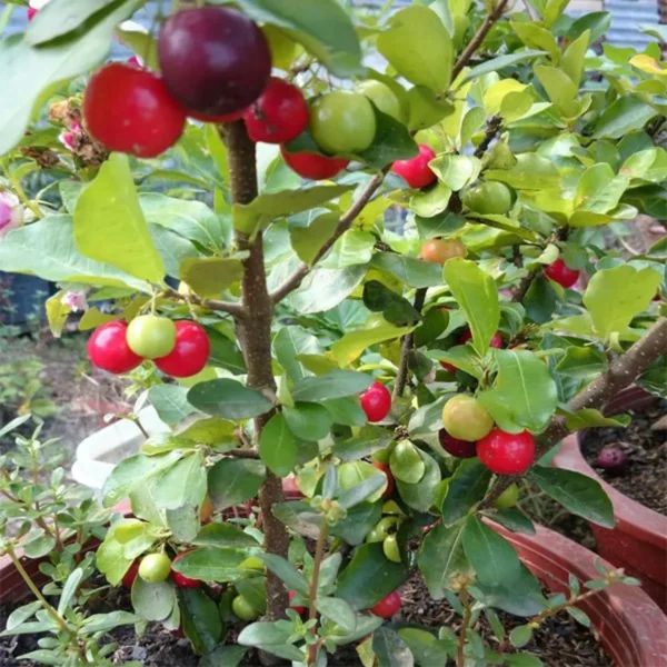 Barbados Apple Cherry Cherries Layering/Grafted Fruit Live Plant - Image 5