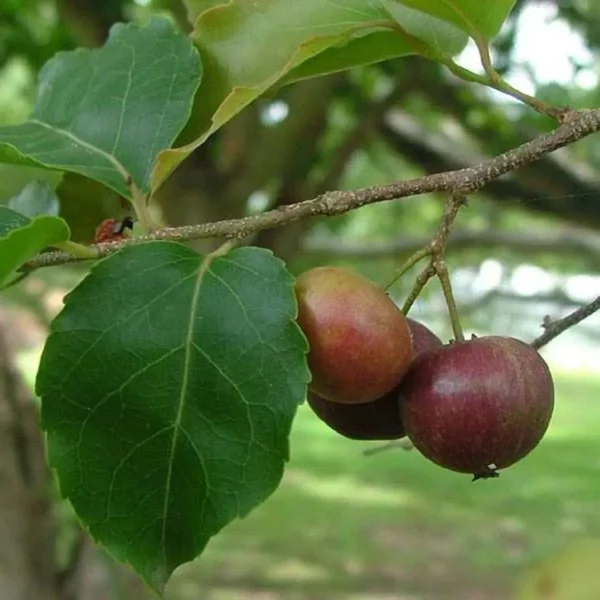 Manila Tennis Ball Cherry Cherries Grafted Live Plant - Image 2
