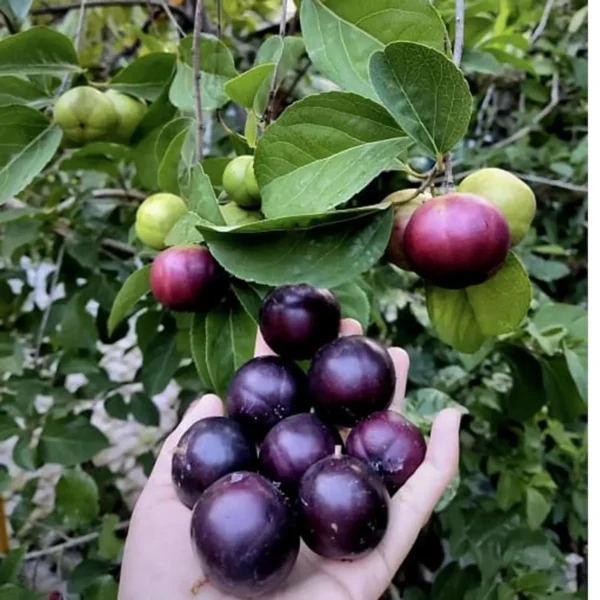 Manila Tennis Ball Cherry Cherries Grafted Live Plant - Image 3