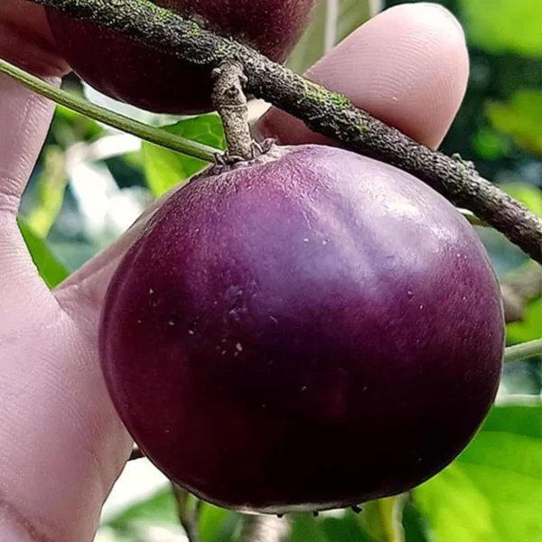 Manila Tennis Ball Cherry Cherries Grafted Live Plant - Image 4