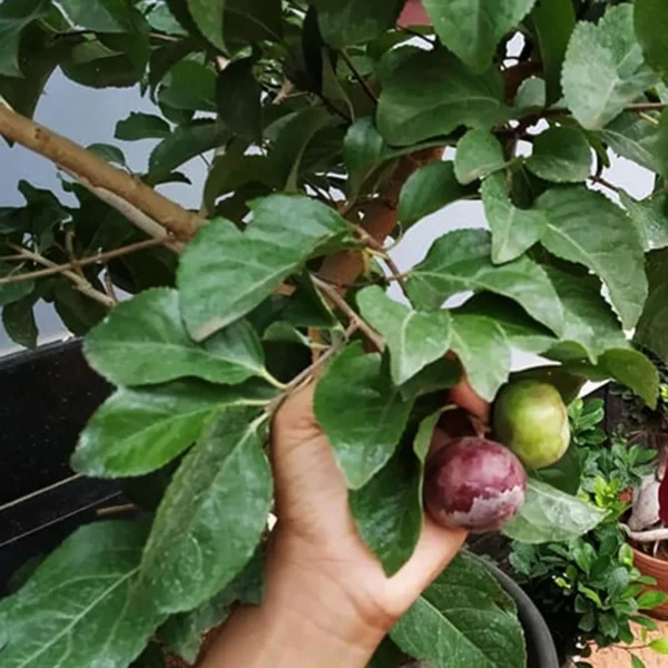 Manila Tennis Ball Cherry Cherries Grafted Live Plant - Image 5