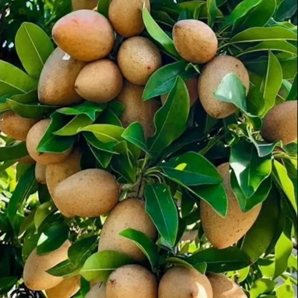 Thai Kalapatti Chikoo Sapota Grafted Fruit Live Plant - Image 2