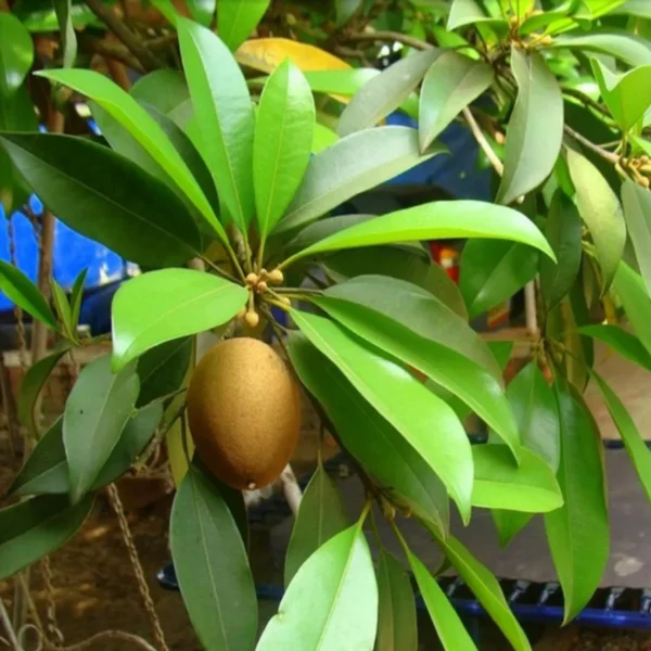 Thai Kalapatti Chikoo Sapota Grafted Fruit Live Plant - Image 3