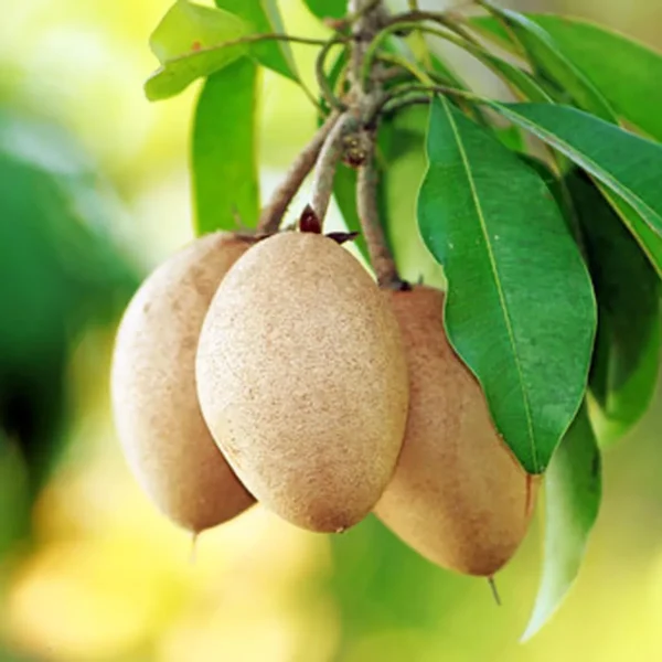 Thai Kalapatti Chikoo Sapota Grafted Fruit Live Plant - Image 4
