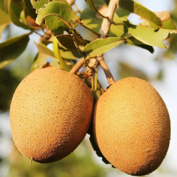 Cricket Ball Chikoo Sapota Grafted Fruit Live Plant - Image 2