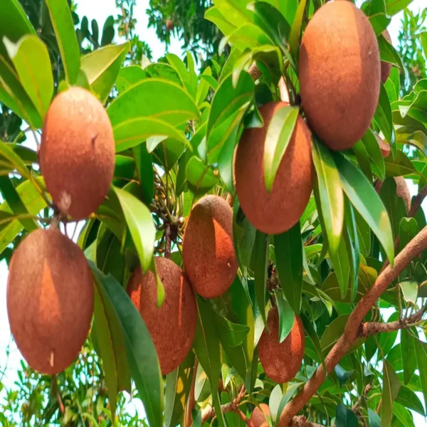 Cricket Ball Chikoo Sapota Grafted Fruit Live Plant - Image 3