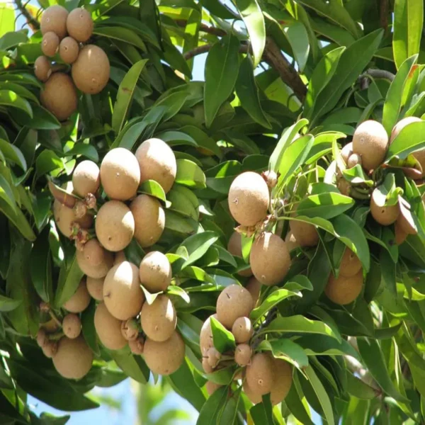 Cricket Ball Chikoo Sapota Grafted Fruit Live Plant - Image 4