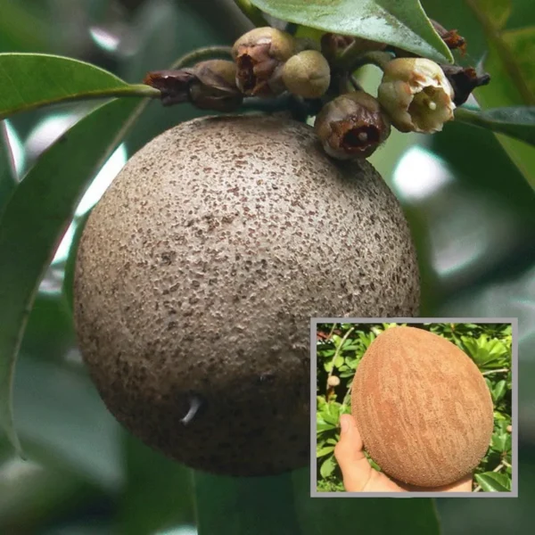 Jambo Chikoo Sapota Grafted Fruit Live Plant