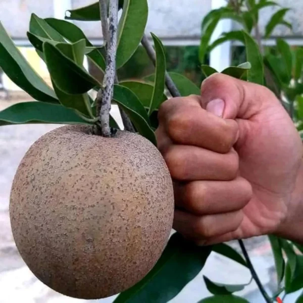 Jambo Chikoo Sapota Grafted Fruit Live Plant - Image 2