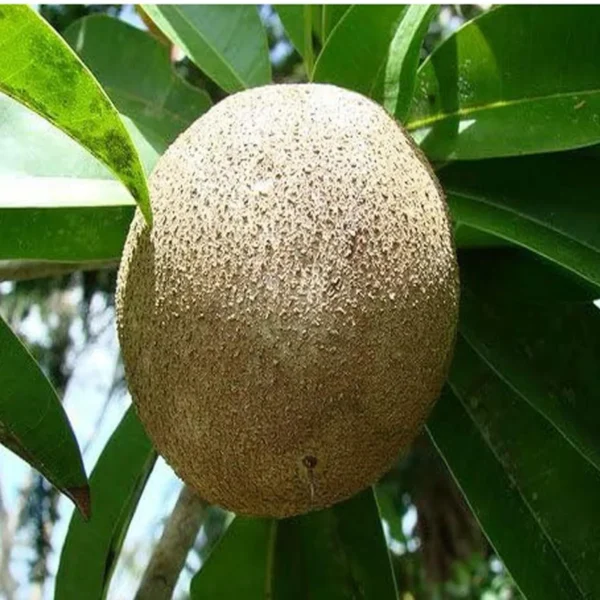 Jambo Chikoo Sapota Grafted Fruit Live Plant - Image 3