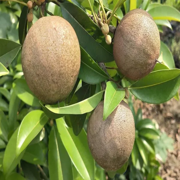 Jambo Chikoo Sapota Grafted Fruit Live Plant - Image 4