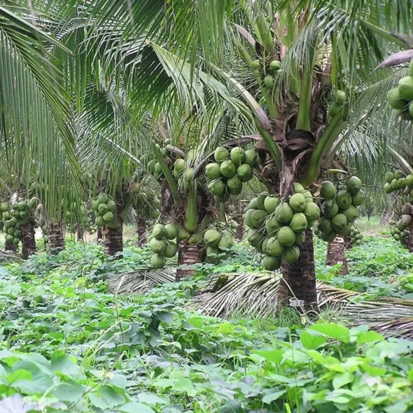 Kerala Kalpasree Coconut Nariyal Hybrid Dwarf Fruit Live Plant - Image 2