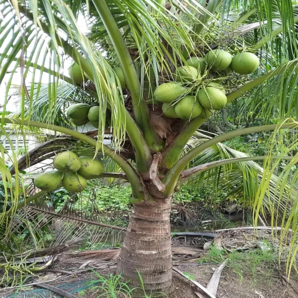 Kerala Kalpasree Coconut Nariyal Hybrid Dwarf Fruit Live Plant - Image 3