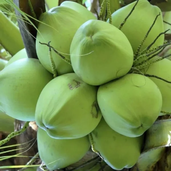 Kerala Kalpasree Coconut Nariyal Hybrid Dwarf Fruit Live Plant - Image 4