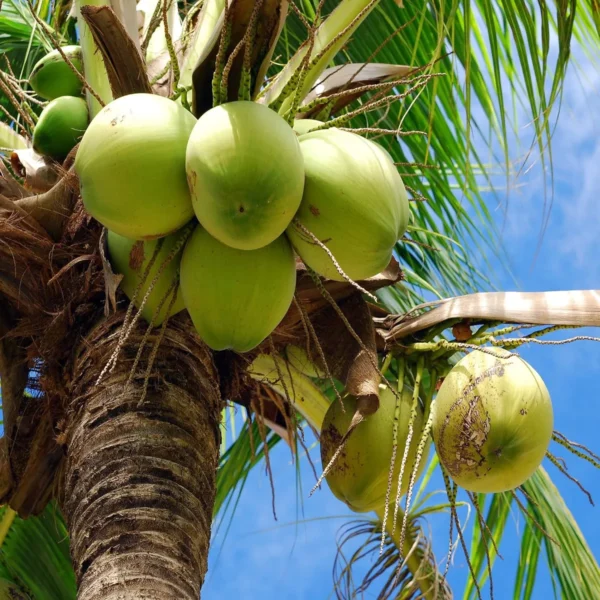 Tall Coconut Nariyal Fruit Live Plant (2-4 Feet Height) - Image 2