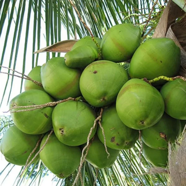 Tall Coconut Nariyal Fruit Live Plant (2-4 Feet Height) - Image 3