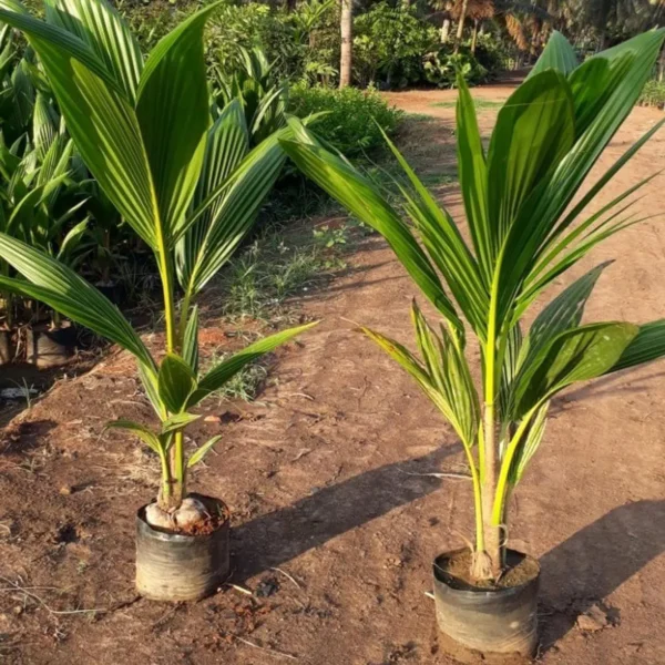 Tall Coconut Nariyal Fruit Live Plant (2-4 Feet Height) - Image 4