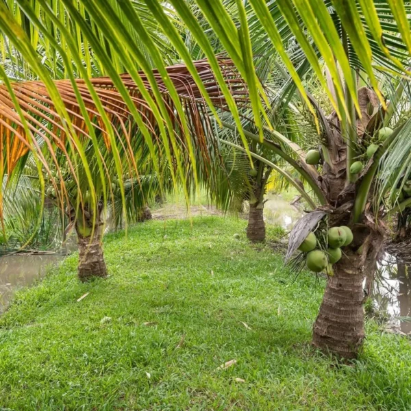 Ganga Bondam Coconut Nariyal Hybrid Dwarf Fruit Live Plant (2-4 Feet Height) - Image 2